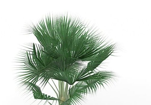 European Bismarck Palm Tree