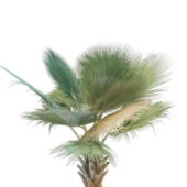 Bismarckia Nobilis Nature Palm
