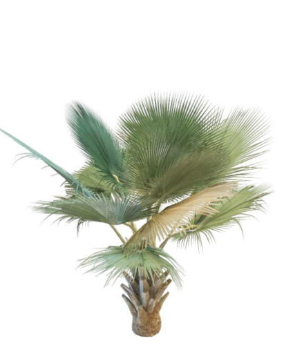 Bismarckia Nobilis Nature Palm