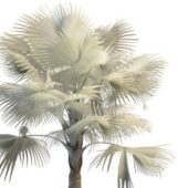 Nature Bismarckia Palm Tree