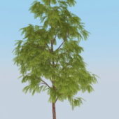 Nature Black Acacia Tree
