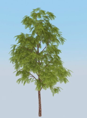 Nature Black Acacia Tree