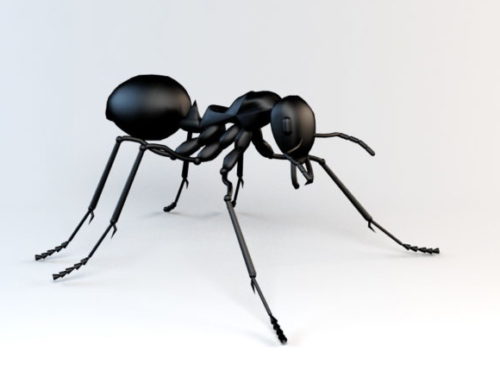 Animal Black Ant