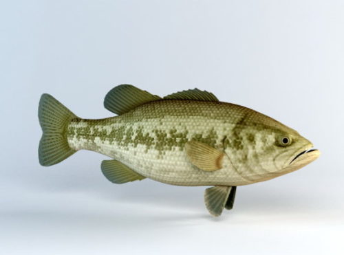 Animal Black Bass Fish