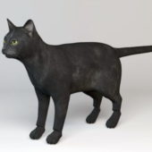 Black Cat Animal Rigged