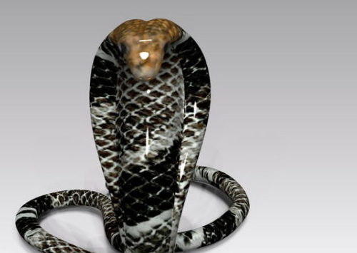 Nature Wild Black Cobra Snake