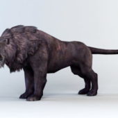 Animal Black Lion
