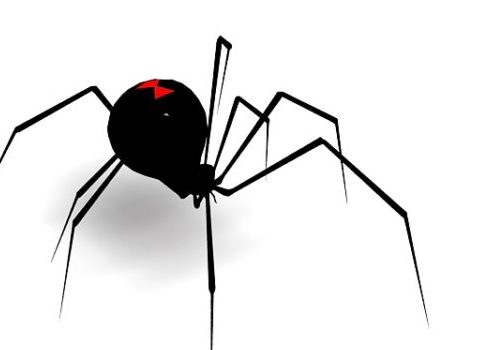 Widow Spider Animals
