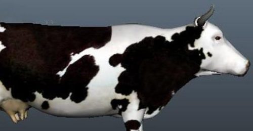 Black White Milky Cow | Animals