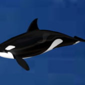Black White Whale Animal