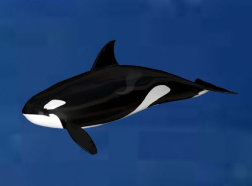 Black White Whale Animal