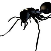 Black Ant Insect Animals