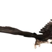 Falcon Bird Animals