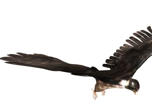 Falcon Bird Animals