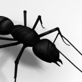 Black Ant, Garden Ant Animals