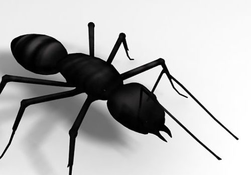Black Ant, Garden Ant Animals