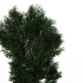 Black Locust Green Tree