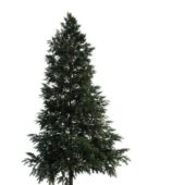 Black Spruce Green Tree