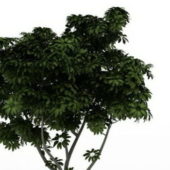 Black Walnut Wild Tree