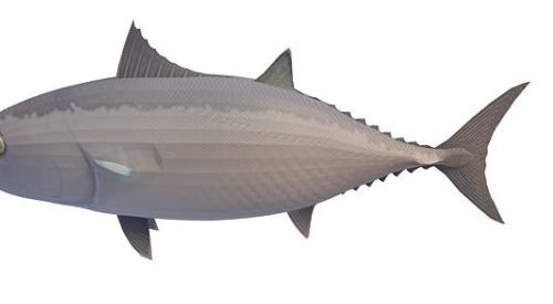 Blackfin Tuna Sea Fish Animals