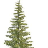 American Blackjack Pine