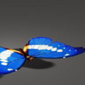 Blue Butterfly Animal