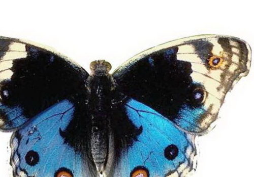 Blue Butterfly | Animals