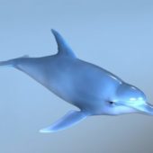 Animal Blue Dolphin Rig