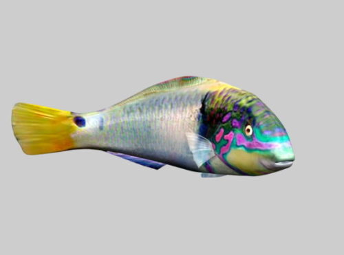 Animal Gourami Fish