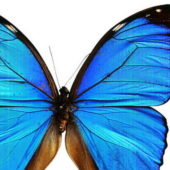 Blue Morpho Butterfly | Animals