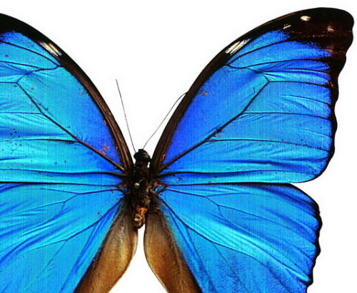 Blue Morpho Butterfly | Animals