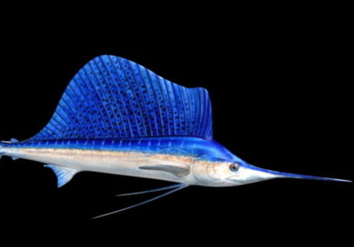Blue Swordfish Animal