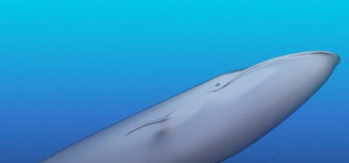 Sea Blue Whale