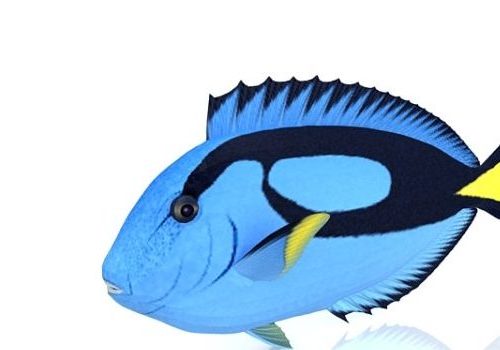 Blue Fish, Aquarium Fish Animals