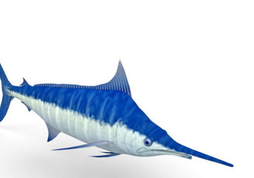 Blue Marlin Sea Fish Animals