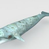 Lowpoly Blue Whale Animals