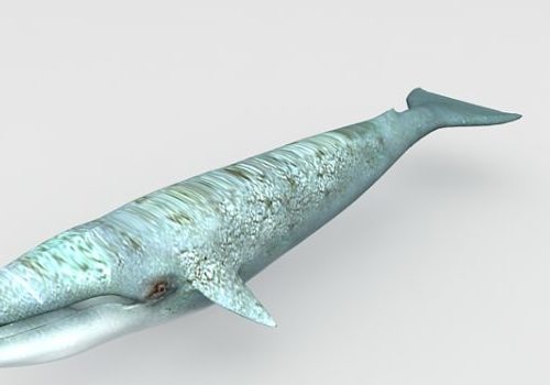 Lowpoly Blue Whale Animals