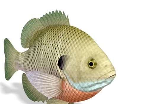 Bluegill Sunfish Animals