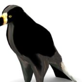 Black Booted Eagle Bird Animals
