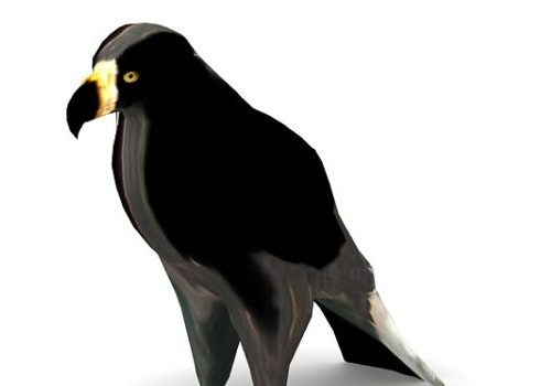 Black Booted Eagle Bird Animals