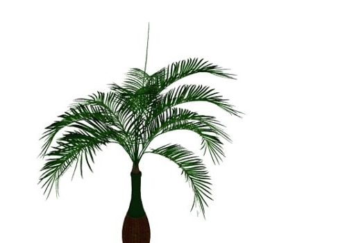 Green Bottle Palm Tree
