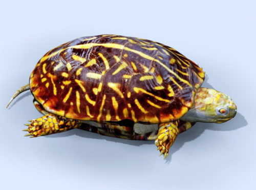 Animal Sea Turtle