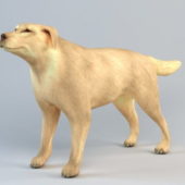 Animal Boxer Dog