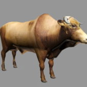 Brahman Cattle Animal