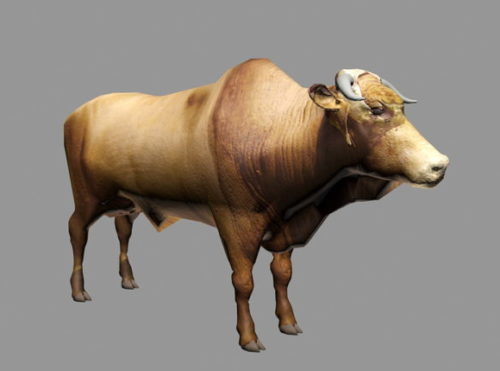 Brahman Cattle Animal