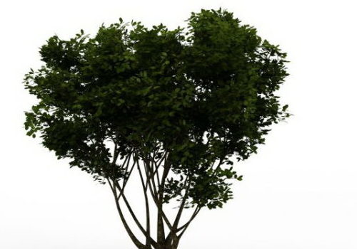 Green Branching Tree