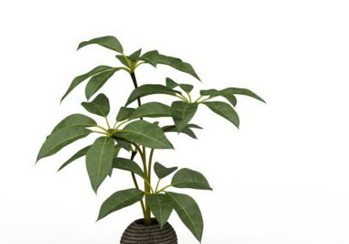 Green Broad Leaf Potted Tree