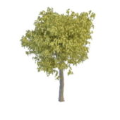 Nature Broad Leaf Willow Green Tree