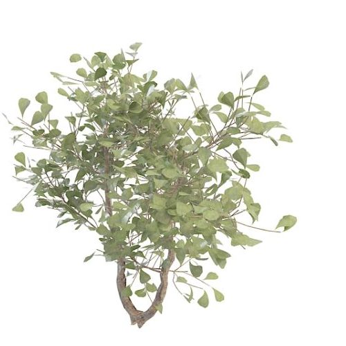 Nature Green Broad-leaved Evergreen Tree