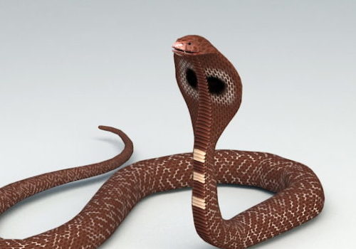 Africa Cobra Snake Animal